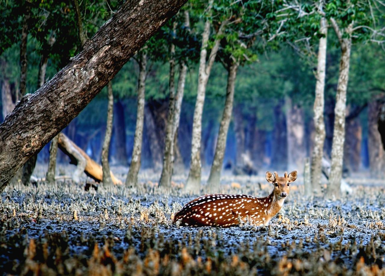 Sundarbans reopened for tourists