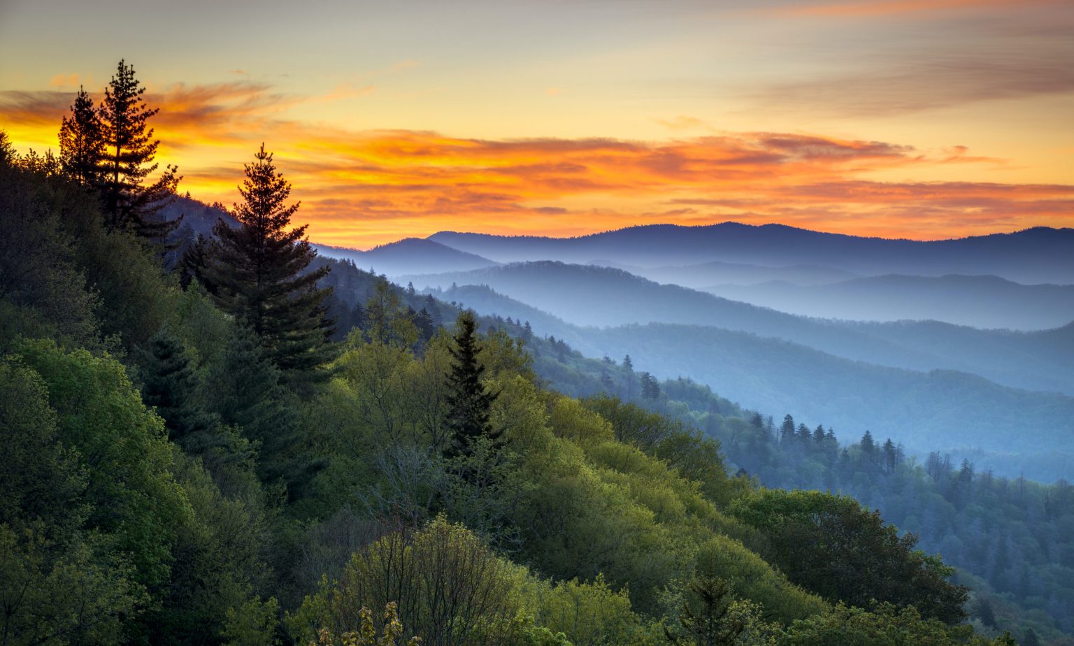 Closure of Scenic Road in Great Smoky Mountains National Park Due to Bear Activity