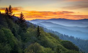 Closure of Scenic Road in Great Smoky Mountains National Park Due to Bear Activity