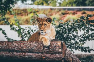 A New Refuge For Persian Lions To Open Soon