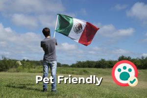 Mexico is seeing an increase in pet-friendly tourism