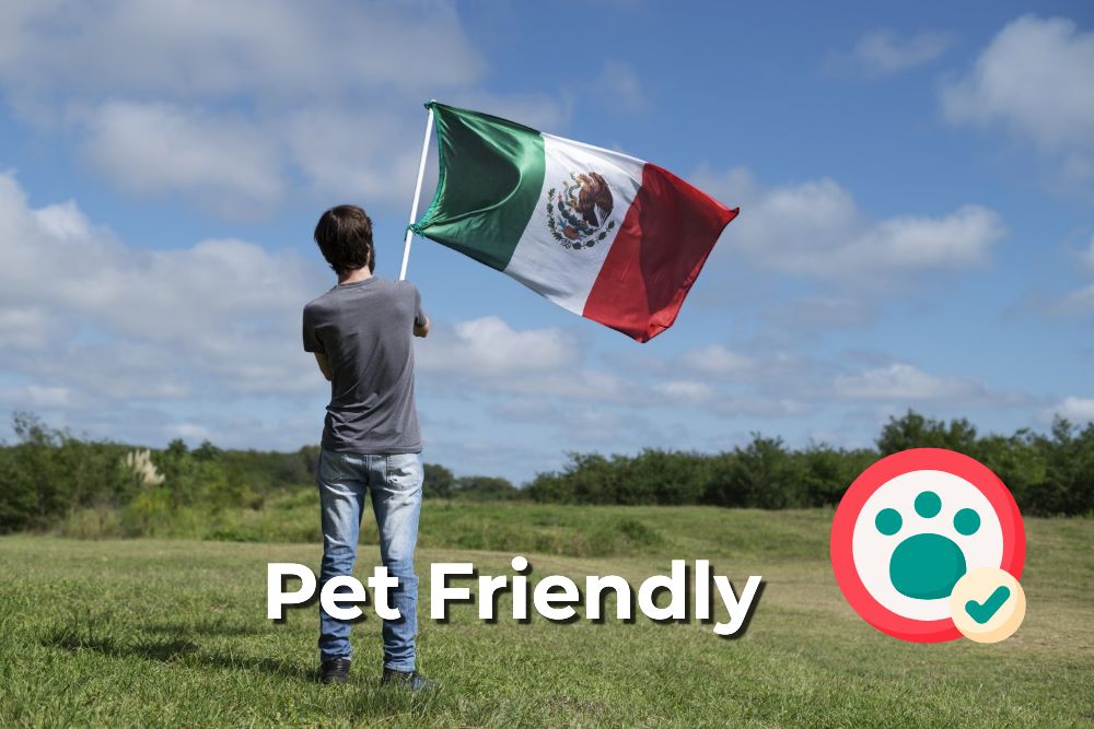 Mexico is seeing an increase in pet-friendly tourism