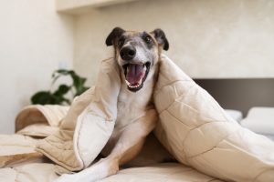 The City in Britain with the Highest Pet-Friendly Staycation Ranking Unveiled