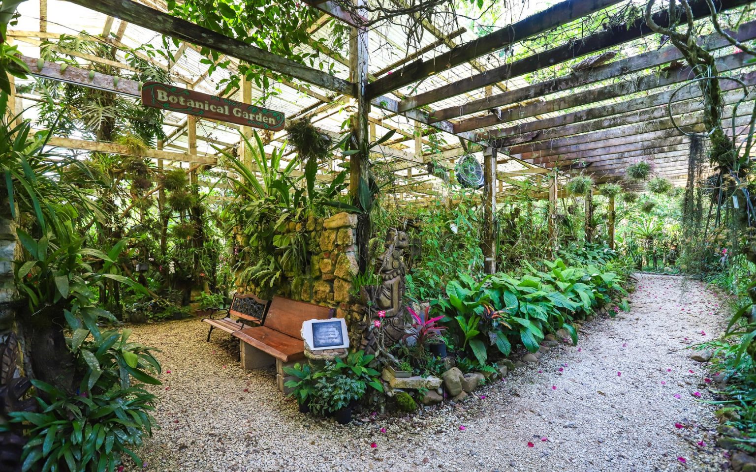 Belize Botanic Gardens: A Journey Through Nature’s Weave