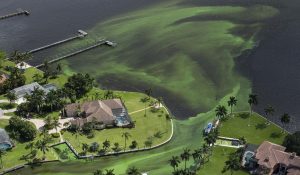 Southern Florida tourism affected by algae