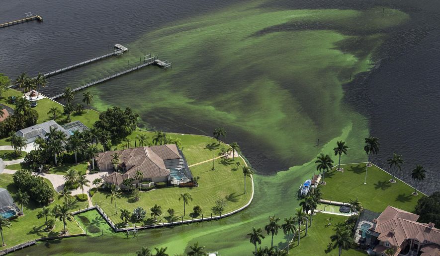 Southern Florida tourism affected by algae