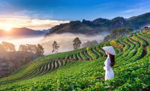 Recently issued “blue-cover Vietnamese passports” not acknowledged by several EU countries