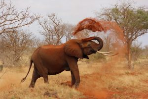 The worldwide wildlife tourism sector is projected to account for $219.9 billion ten years from now