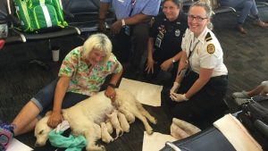 Service Dog Gives Birth to 8 Puppies at Tampa Airport