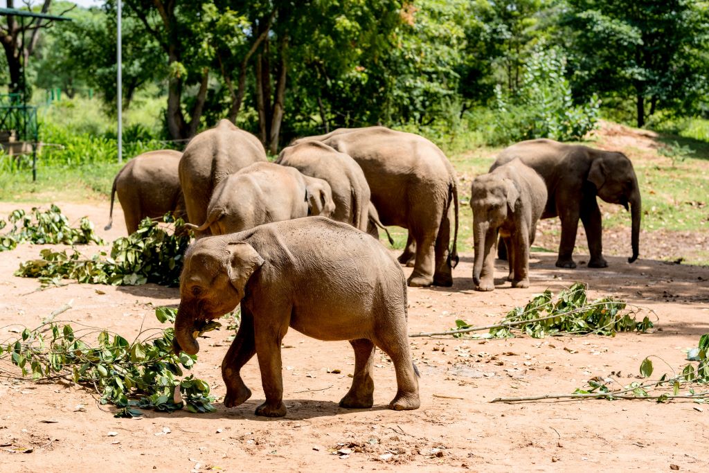 Anantara Kalutara Bolsters Elephant Conservation in Sri Lanka with Essential Medical Donation