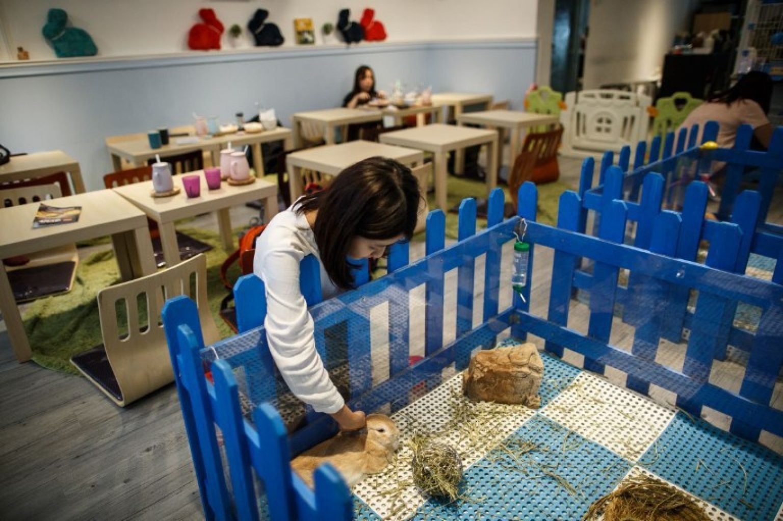 Pet cafés are increasingly popular