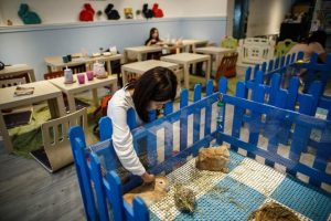 Pet cafés are increasingly popular
