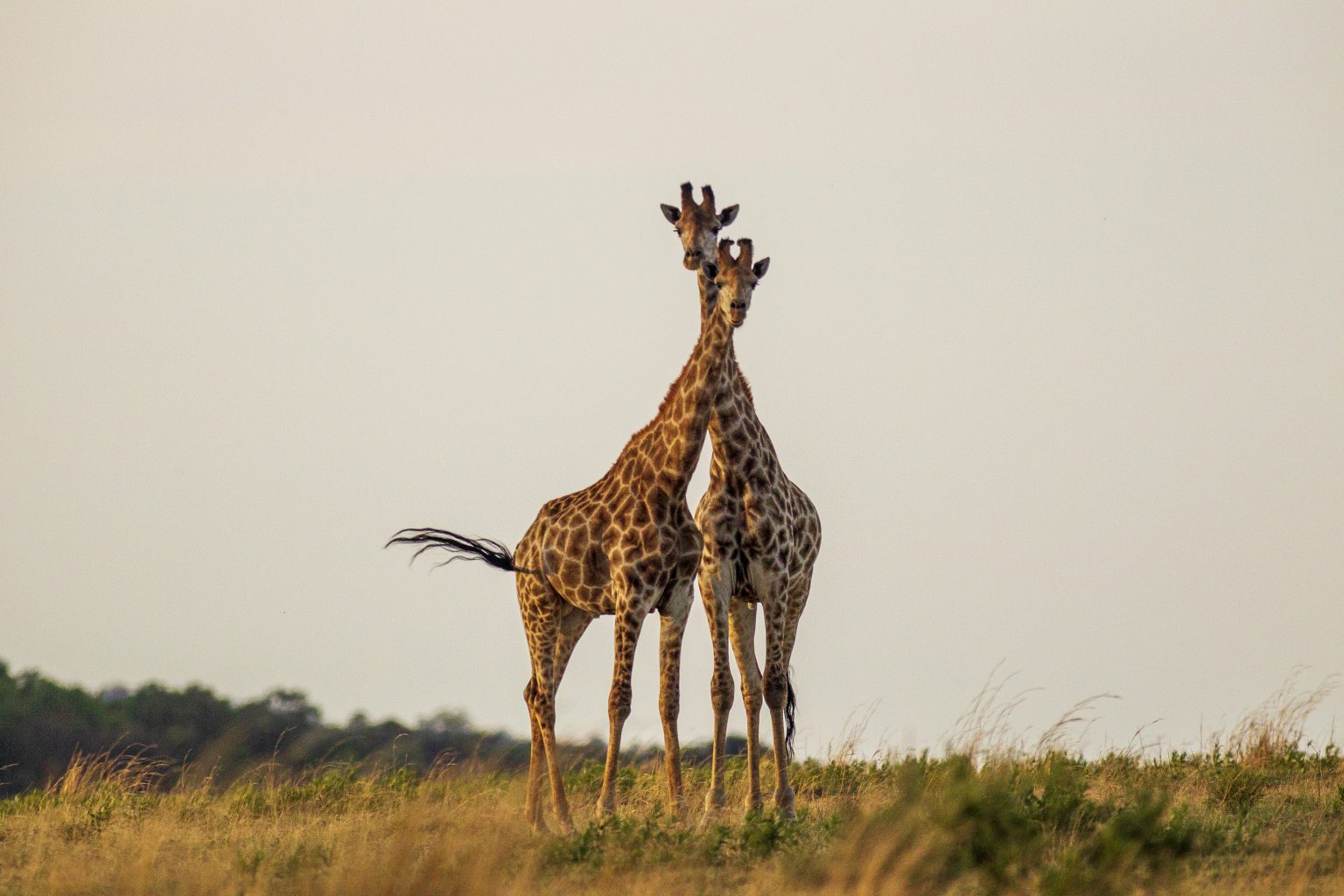 Discover The Priciest Safari Experience