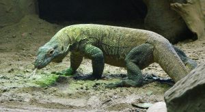 Komodo Island is closing because people are stealing the dragons