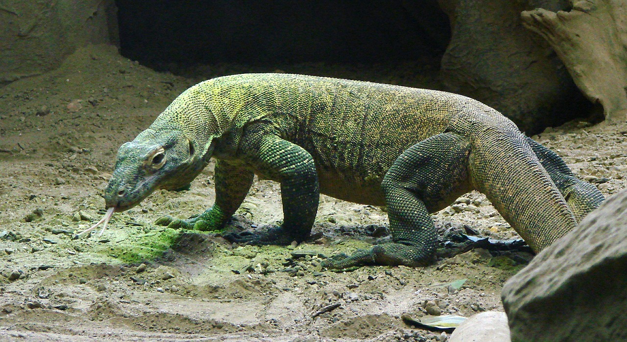 Komodo Island is closing because people are stealing the dragons