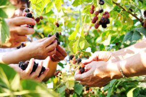 The First Urban Food Forest To Be Opened in Seattle