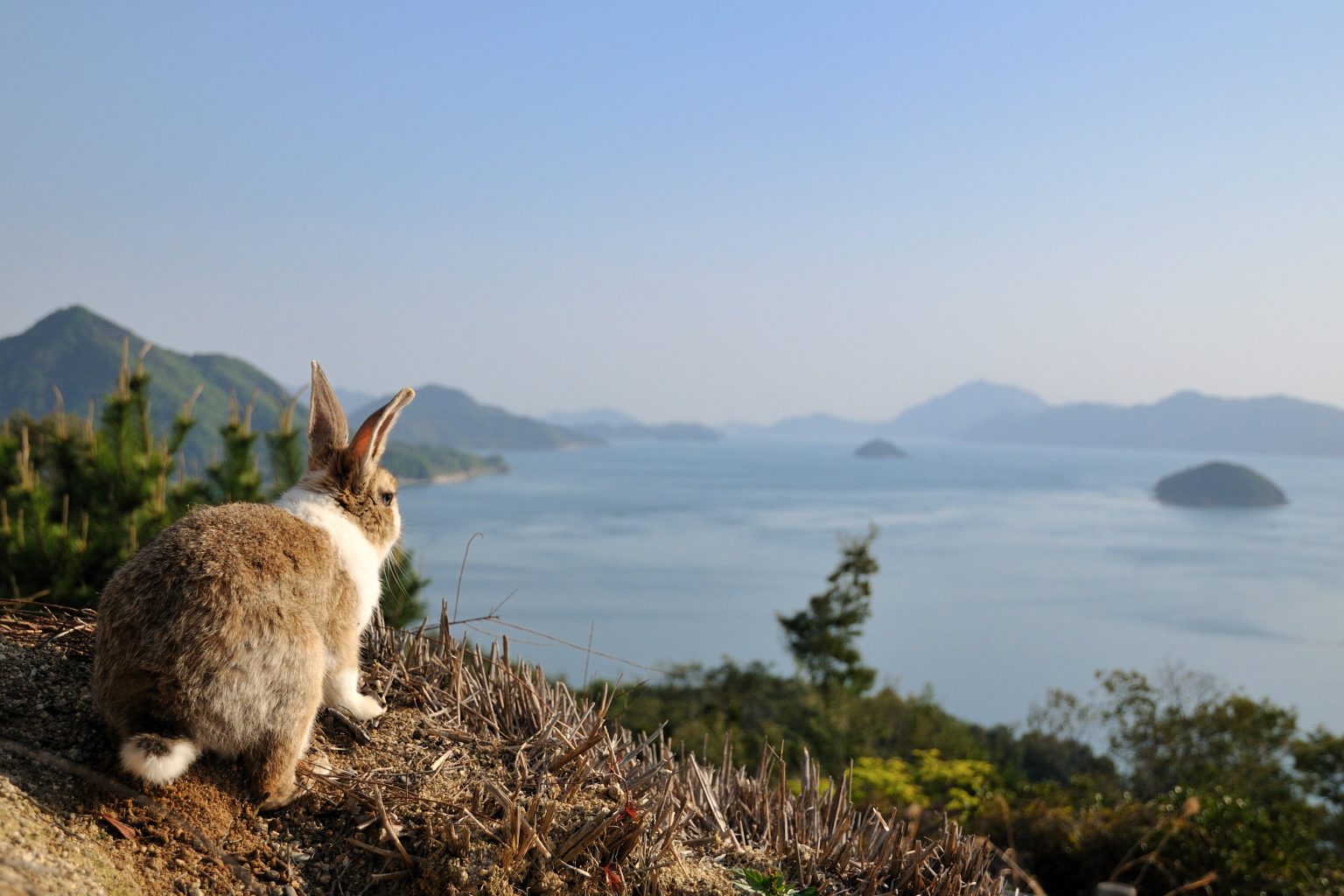 Okunoshima’s Famous Hundreds of Rabbits Are In Danger