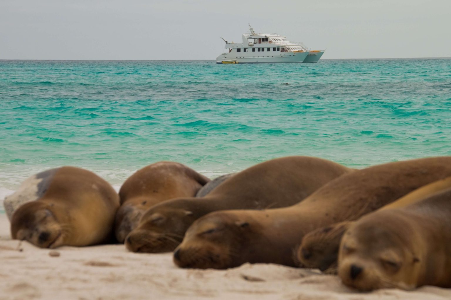 Galapagos Islands cruise bookings with Voyagers Travel