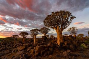 African tourism aims for revival