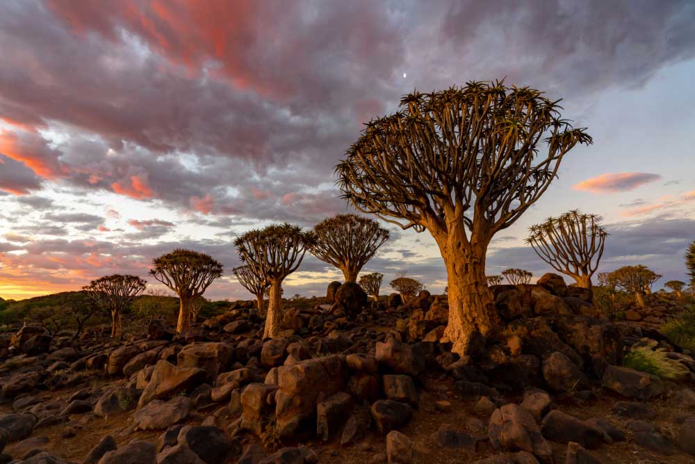 African tourism aims for revival