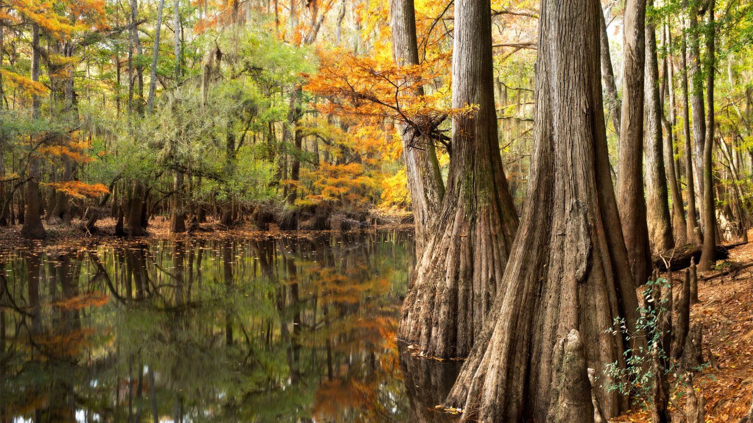Congaree National Park – The Hidden Natural Jewel Of The US