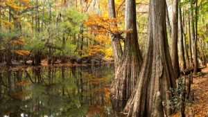 Congaree National Park – The Hidden Natural Jewel Of The US