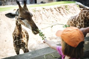 U.K. Legislation Bans “Cruel” Animal Attractions