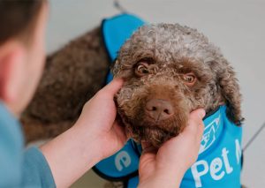 iGA Istanbul Airport Launches Therapy Dog Program to Ease Travel Anxiety