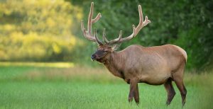 Cautionary Alert: Current Need for Heightened Vigilance around Elk in Yellowstone National Park