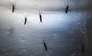 Angola: officials report first Zika cases