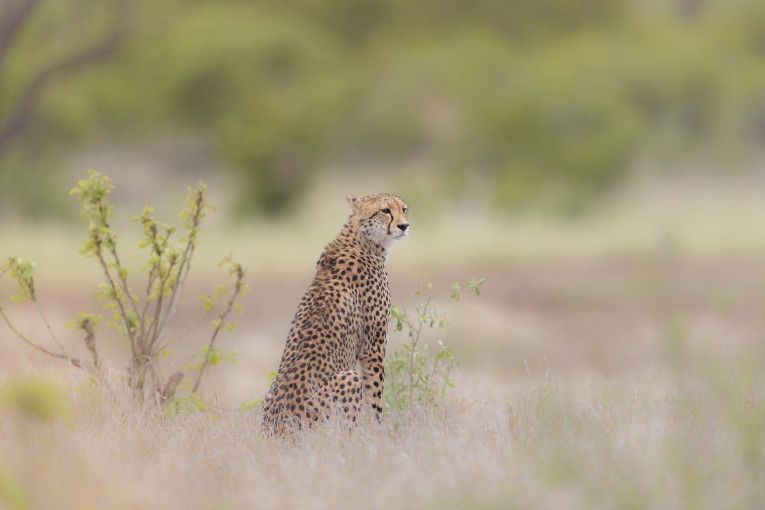 More Cheetahs To Be Moved To India’s National Parks