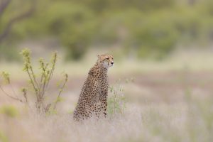 More Cheetahs To Be Moved To India’s National Parks