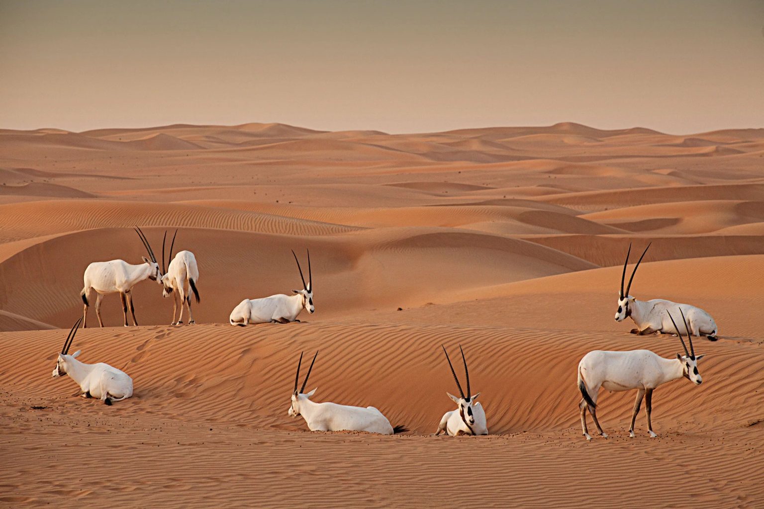 Tourists Are Invited To Visit The Conservation Area in the Dubai Desert