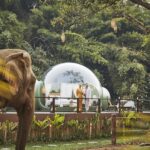 Anantara Celebrates the Veterinarian Helping Rescued Elephants Thrive in Northern Thailand